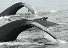 CapeCodb (5)  Three whales, Cape Cod